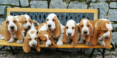 Basset Hound Morning Dew Sweepers