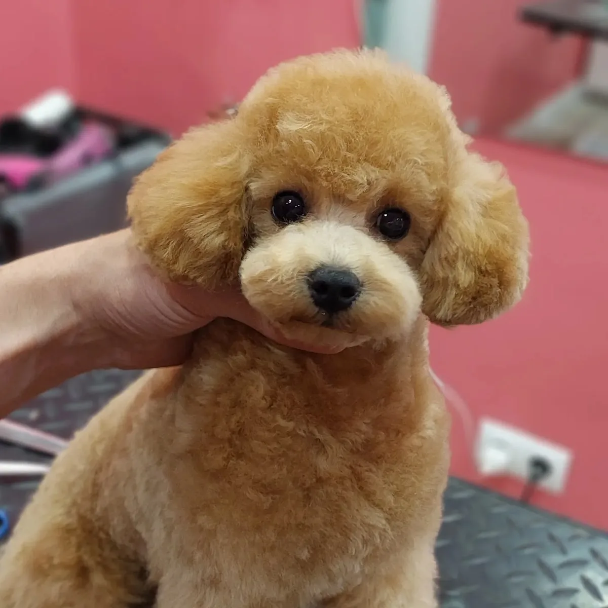 Peluqueria Canina Pampa