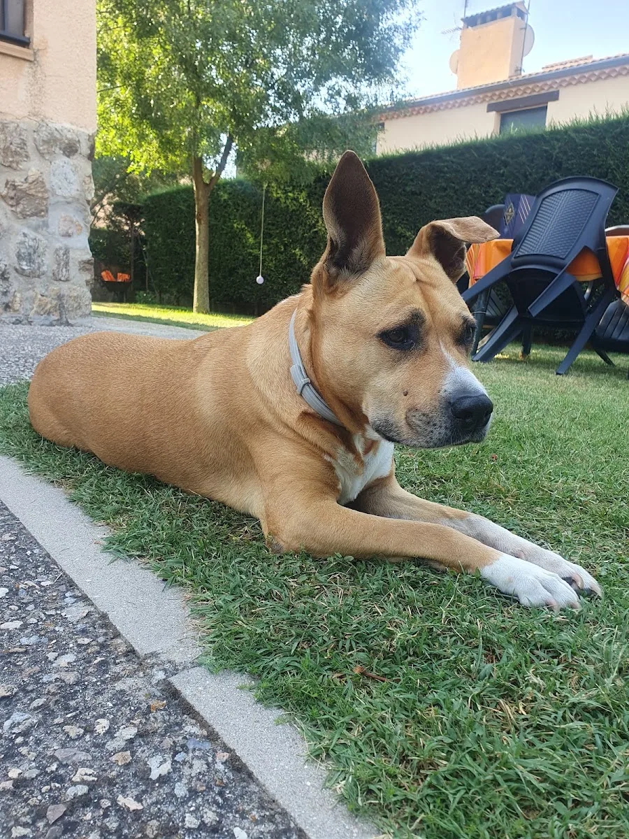 Peluquería Canina